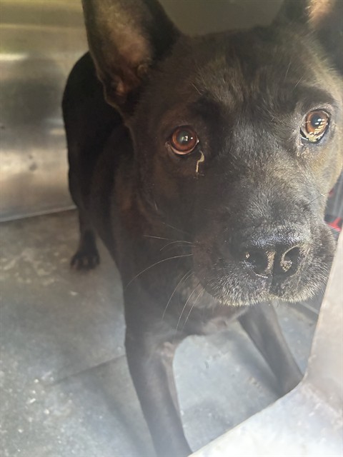 Shelter Staff Named Me *Zafira