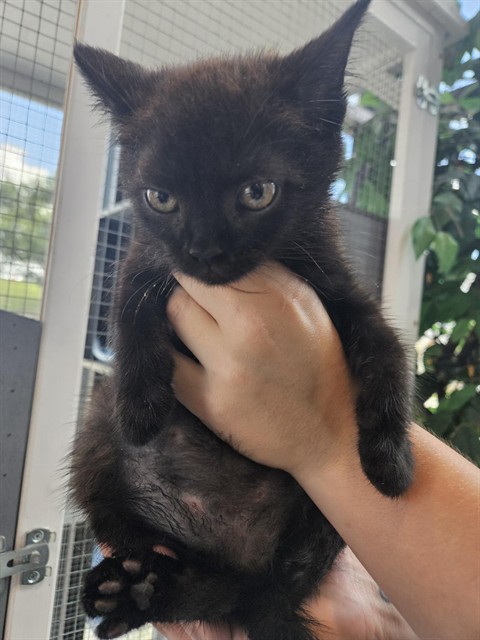 Adoptable Cat