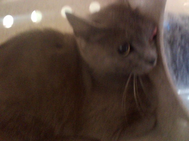 Adoptable Cat