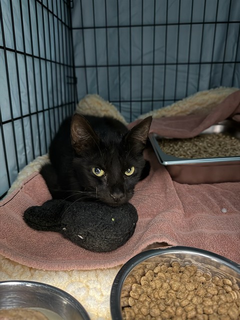 Adoptable Cat