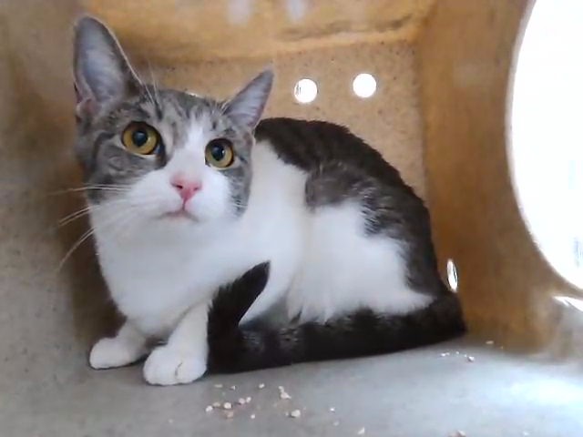 Adoptable Cat