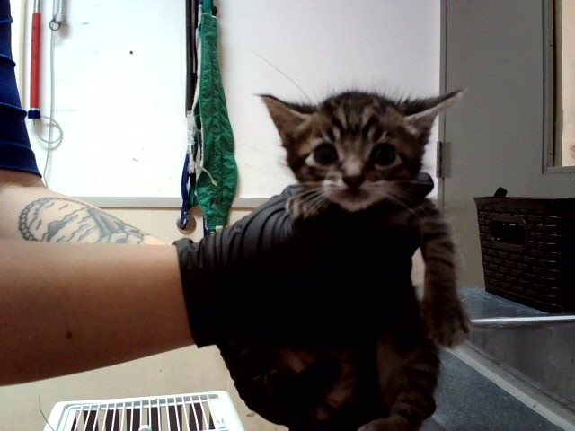 Adoptable Cat