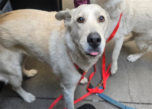 Daphne*