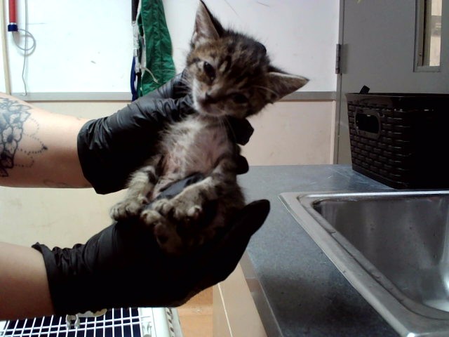 Adoptable Cat
