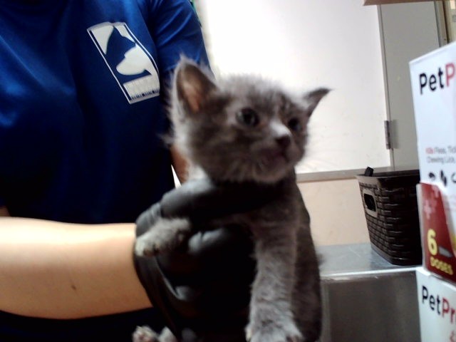 Adoptable Cat