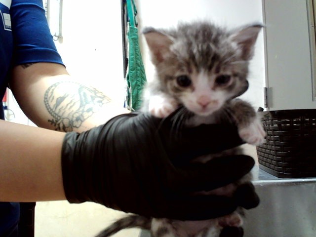 Adoptable Cat