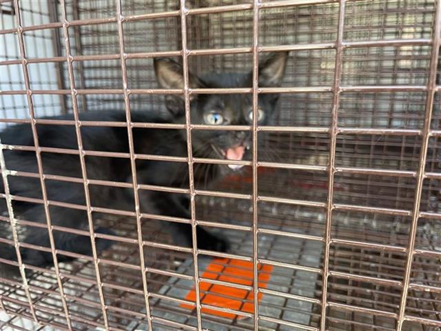 Adoptable Cat