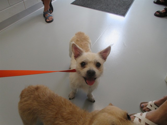 Adoptable Dog