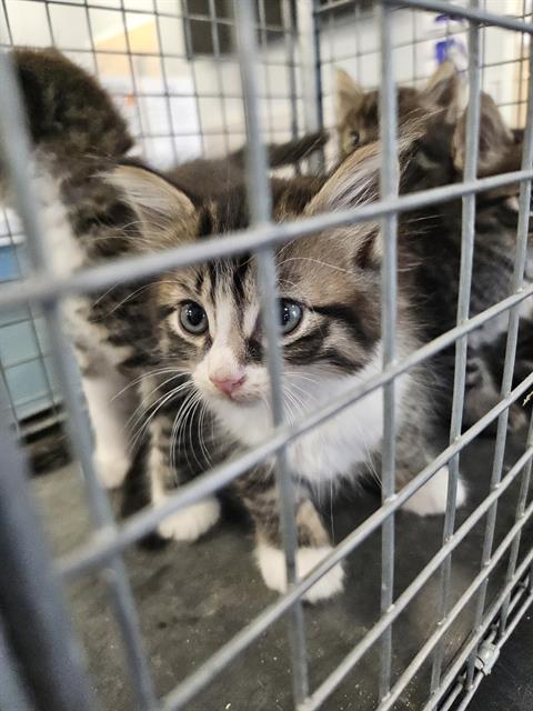Adoptable Cat