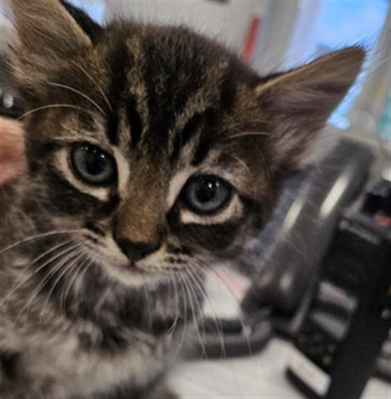 Adoptable Cat