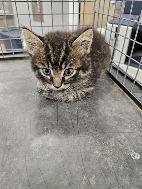 Adoptable Cat