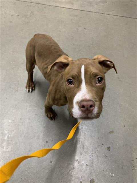Adoptable Dog