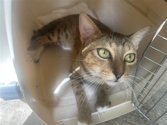 Adoptable Cat