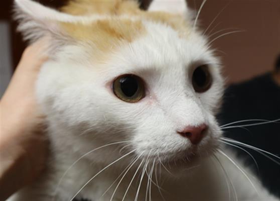 Caspian