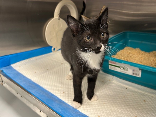 Adoptable Cat