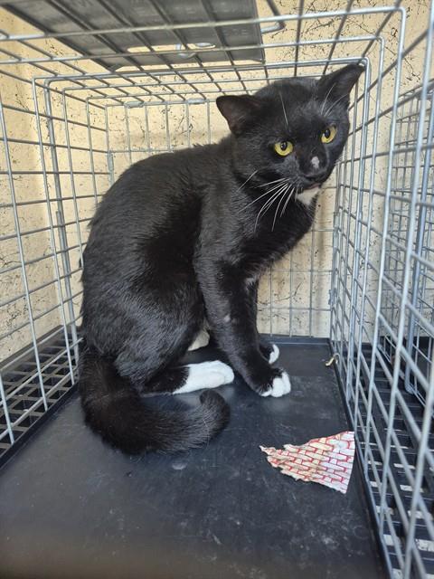 Adoptable Cat