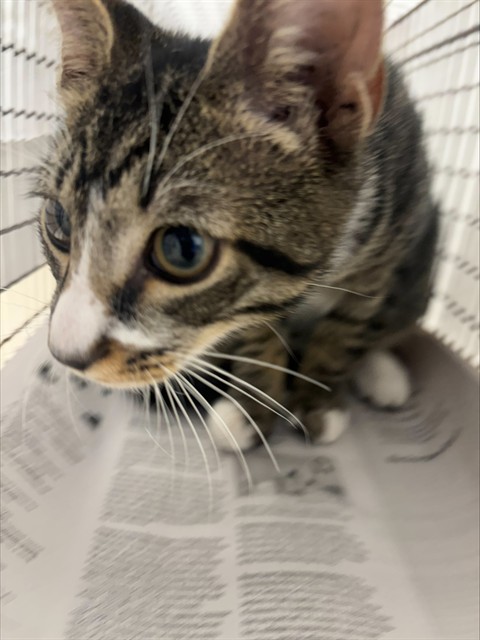 Adoptable Cat
