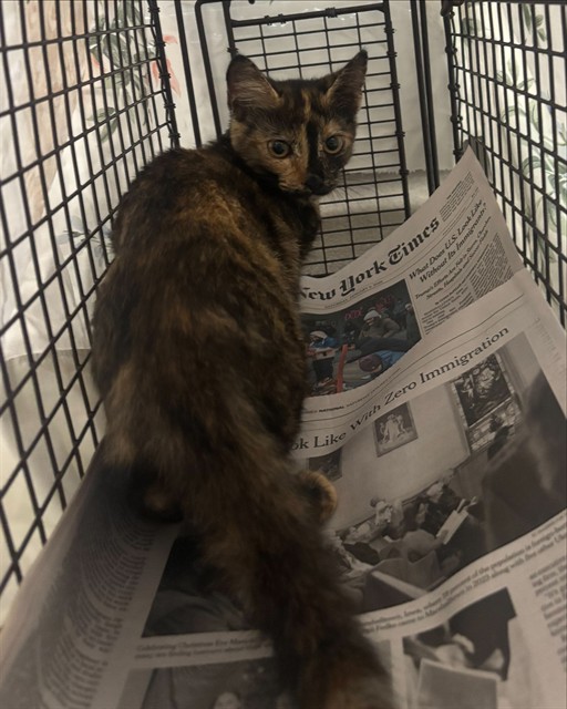 Adoptable Cat