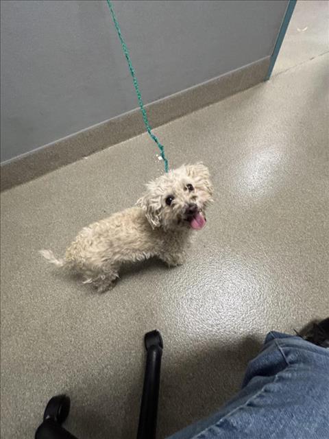 El Bebe
