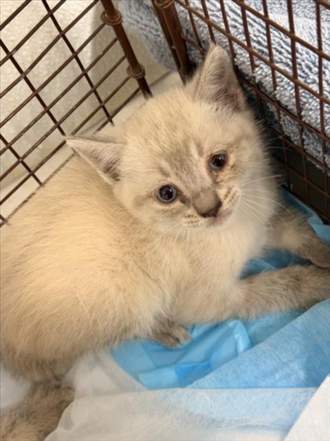 Adoptable Cat