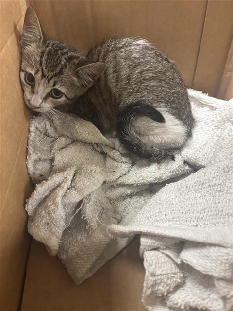 Adoptable Cat