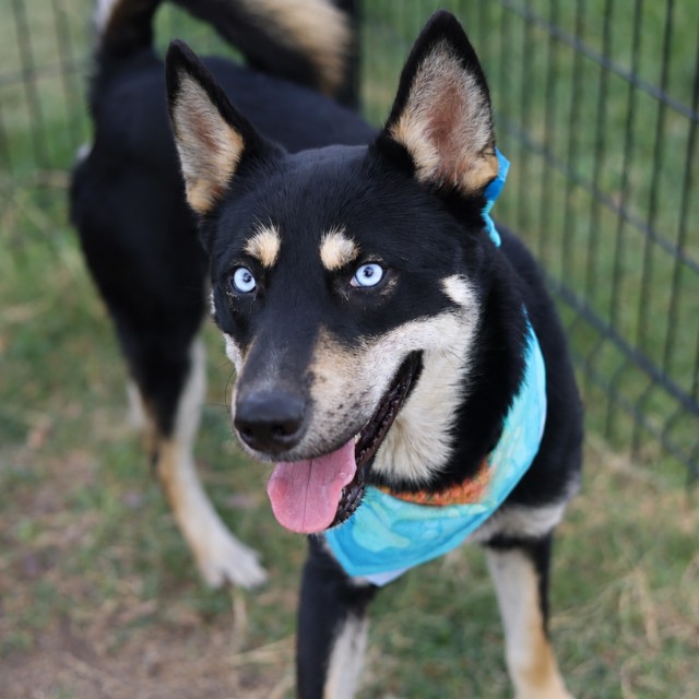 Loki