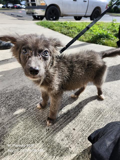 Adoptable Dog