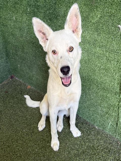 Adoptable Dog
