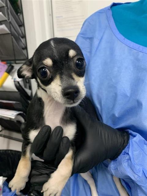 Adoptable Dog