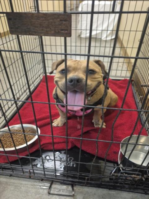 Adoptable Dog