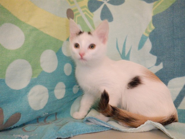 Pearl