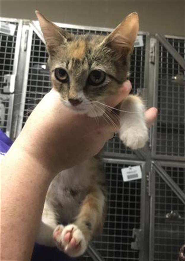 Adoptable Cat