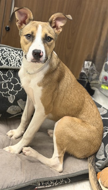 Lani