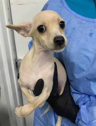 Adoptable Dog