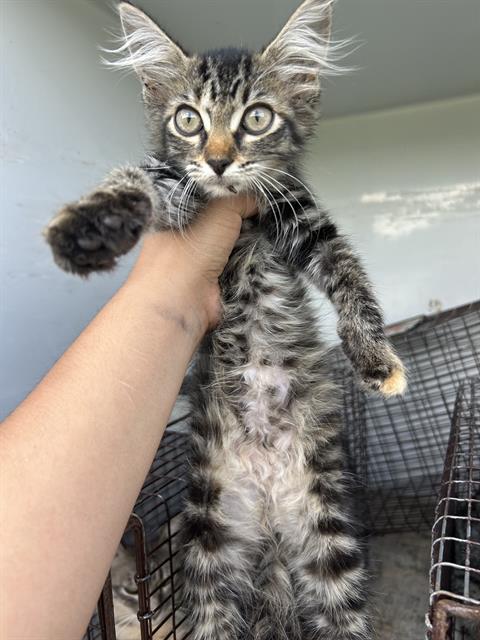 Adoptable Cat
