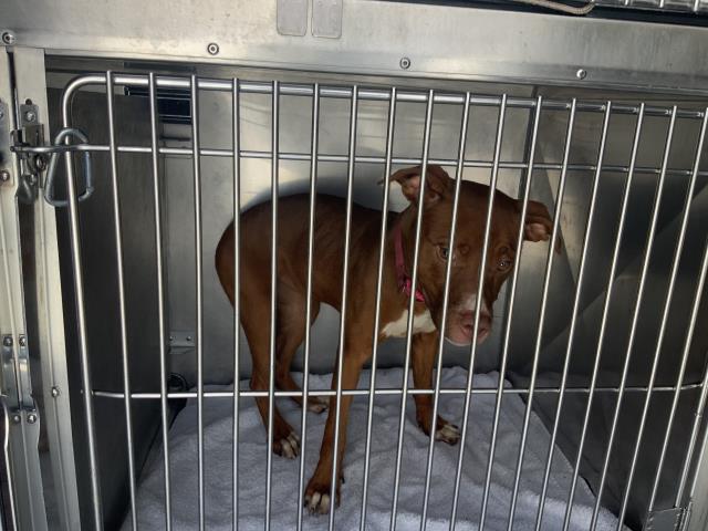 Adoptable Dog