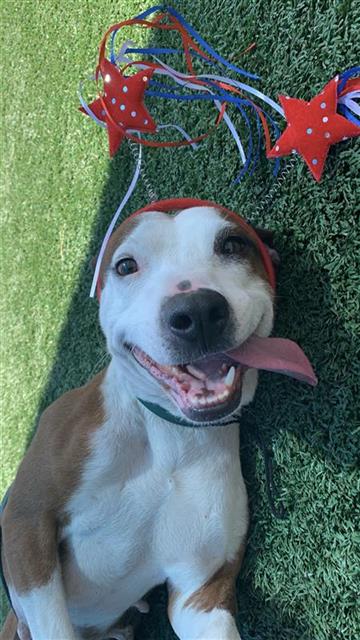 Adoptable Dog