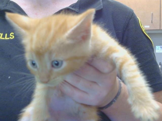 Tabitha