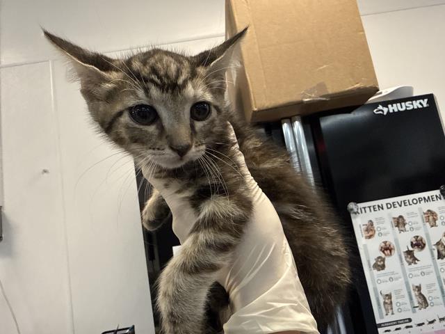 Adoptable Cat