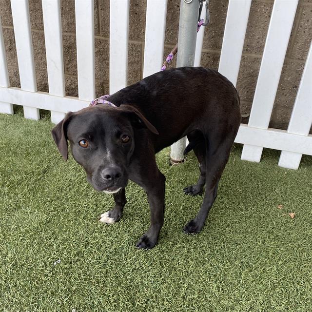 Adoptable Dog