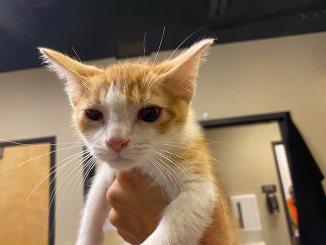 Adoptable Cat