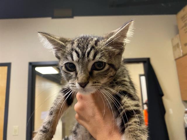 Adoptable Cat