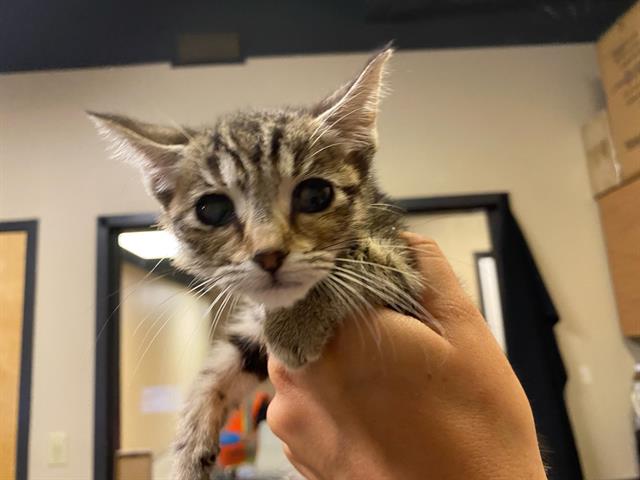 Adoptable Cat