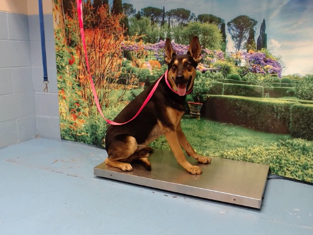 Adoptable Dog