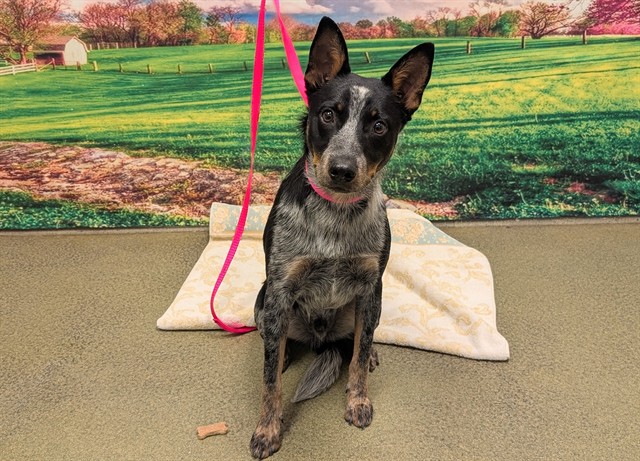 Adoptable Dog