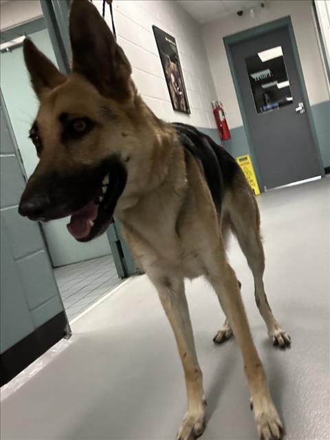 Adoptable Dog