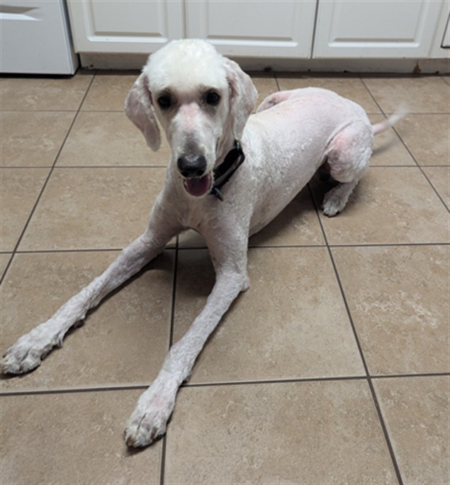 Adoptable Dog