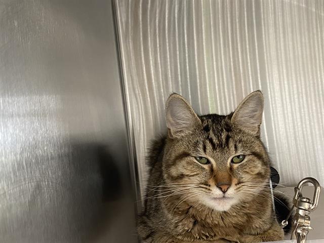Adoptable Cat