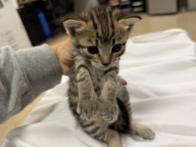 Kitty