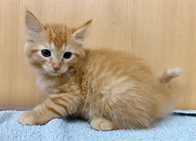 Alani